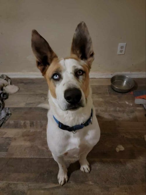 Photo of Trotter, adoptable senior Unknown breed (short coat) in Mesa, Arizona