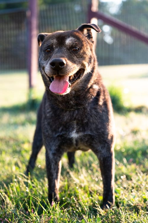 Aspen, adoptable senior Mountain Cur in Poland, IN
