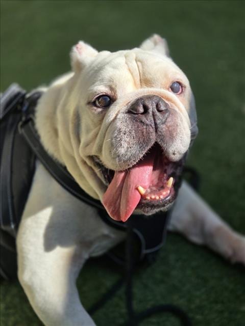 Photo of Herman, adoptable senior Bulldog in Woodland, California
