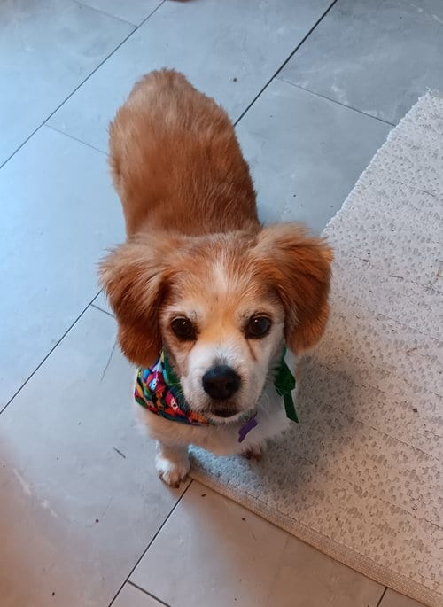 Photo of Boo Boo Bear, adoptable senior Cavalier King Charles Spaniel in St. Louis, Missouri