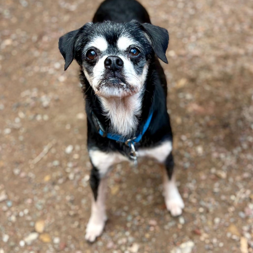 Photo of Finn, adoptable senior Mixed Breed (Small) in Glenwood Springs, Colorado