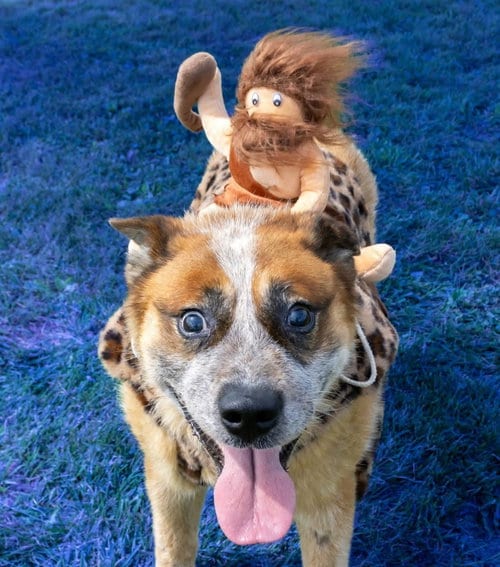 Photo of Darrow, adoptable senior Red Heeler in AUSTIN, Minnesota
