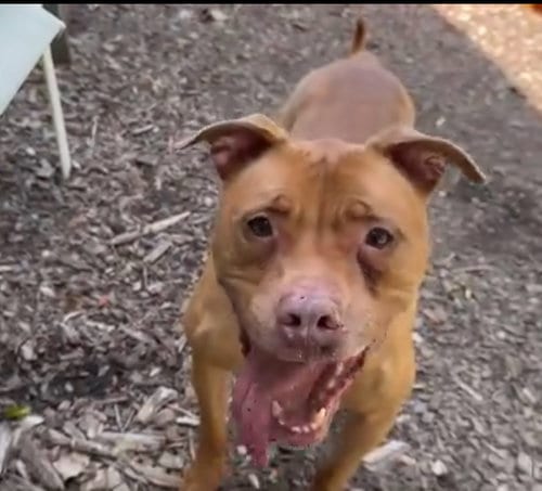 Rosie, adoptable senior American Pit Bull Terrier in Tonawanda, NY