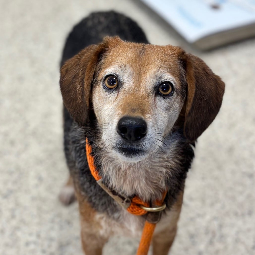 Photo of Rusty, adoptable senior Beagle in Nashville, Indiana