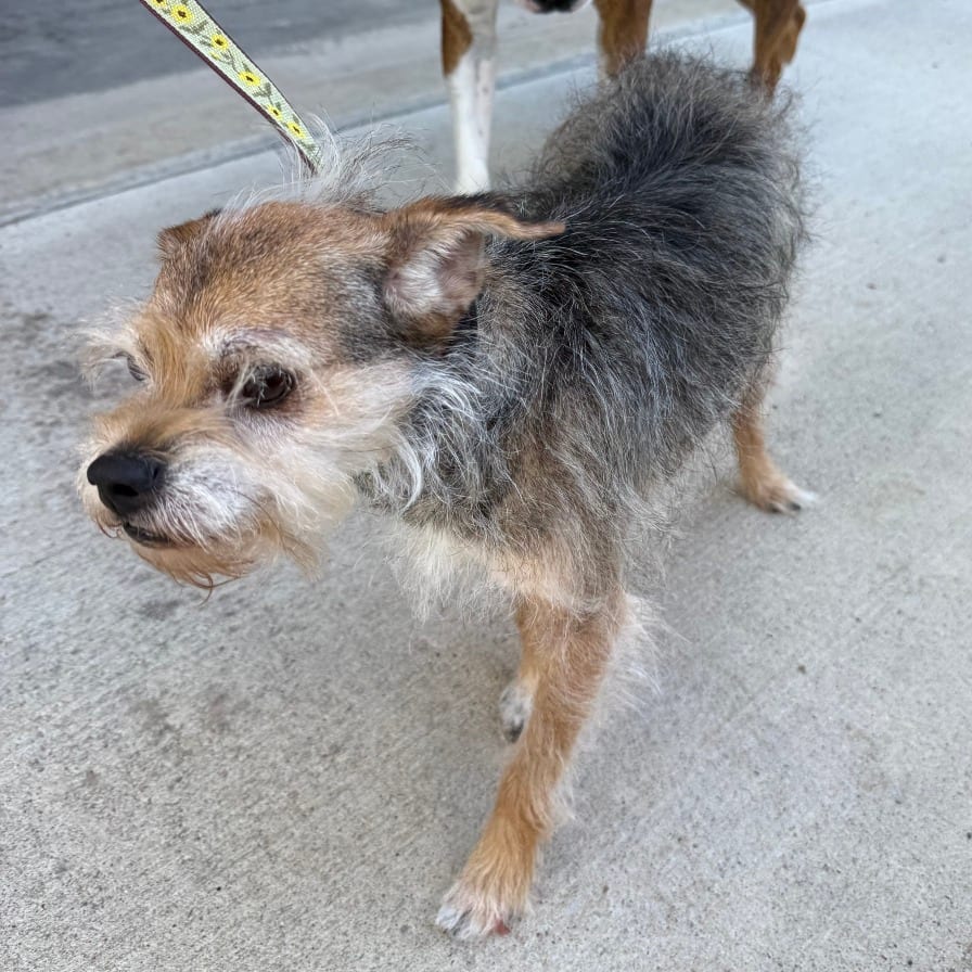 Photo of Samson, adoptable senior Terrier, Border / Mix in Boonville, Missouri
