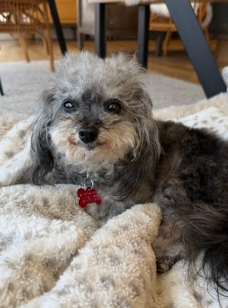 Photo of Abigail, adoptable senior Poodle (Toy) in San Diego, California