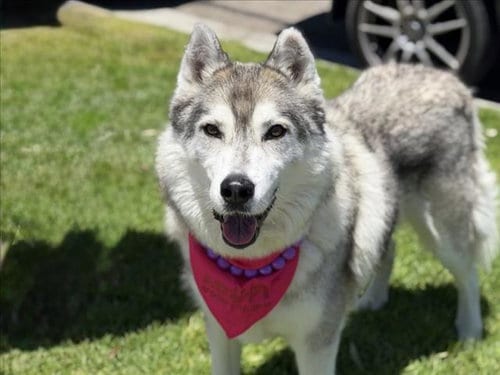 Photo of Chickadee, adoptable senior Siberian Husky in San Pedro, California