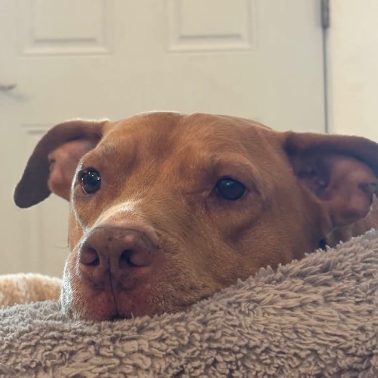 Photo of Remi, adoptable senior Mixed Breed (Medium) in Dallas, Texas