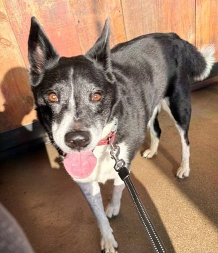 Photo of Rocky, adoptable senior Border Collie in Evergreen, Colorado