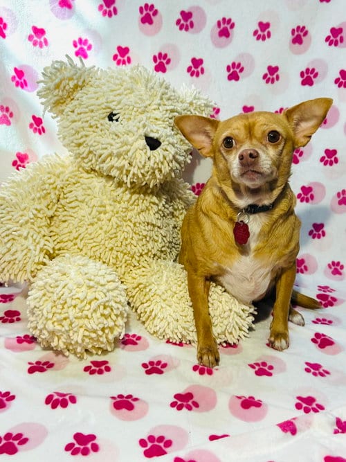 Photo of Amy, adoptable senior Chihuahua in Elizabethtown, Pennsylvania