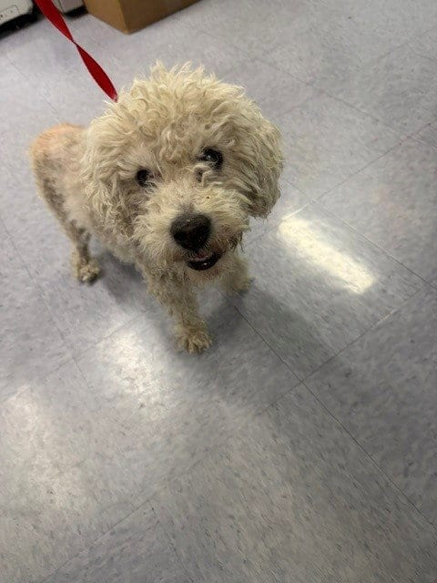 Photo of Brian, adoptable senior Poodle (Miniature) in Baldwin Park, California