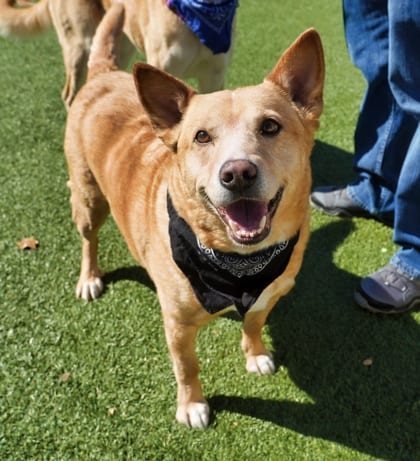 Photo of Finik, adoptable senior American Red Heeler/Mix