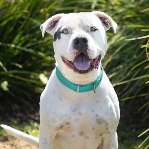 Photo of Blanco, adoptable senior Pit Bull Terrier in Camarillo, California