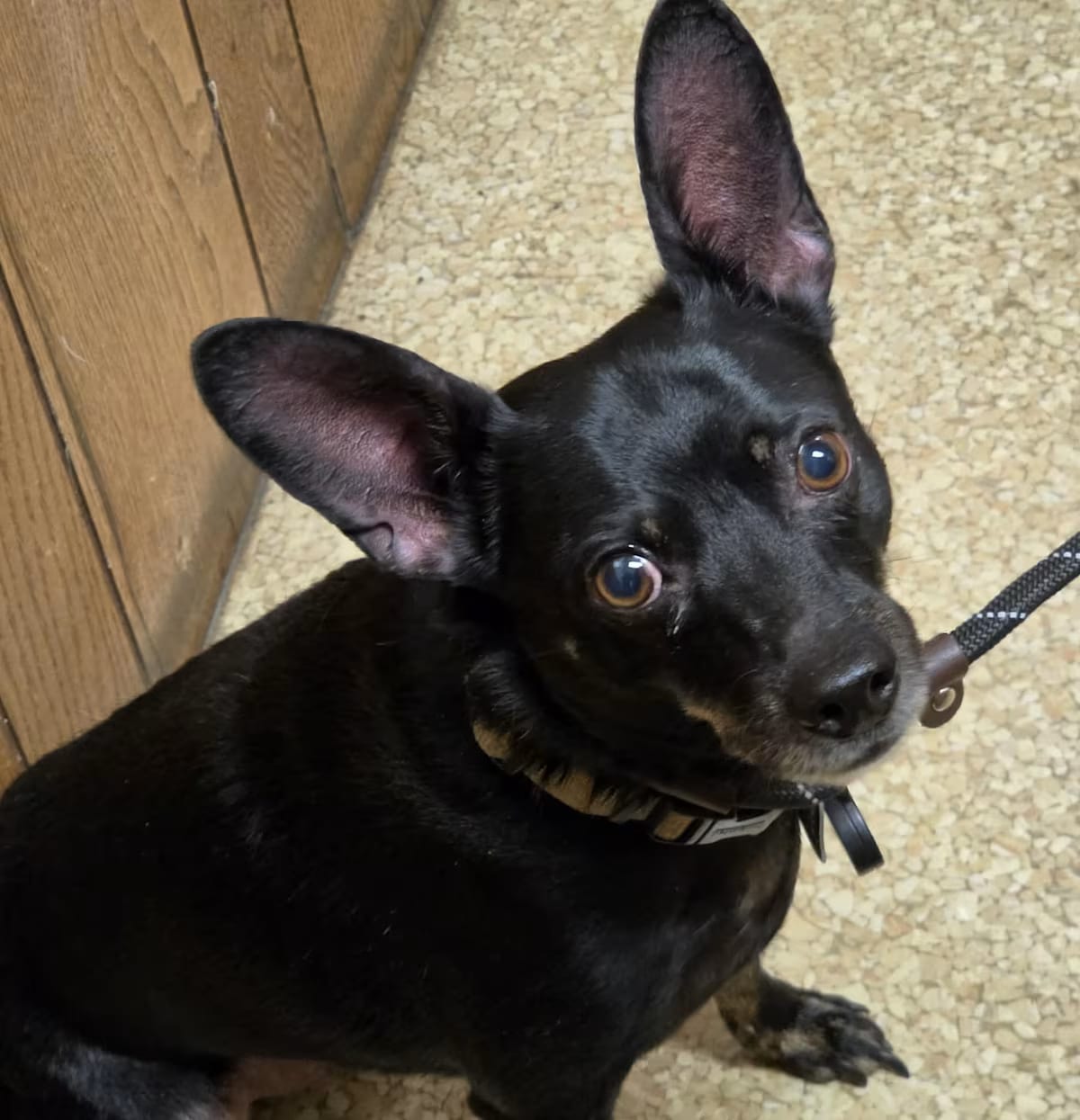 Photo of Tupac, adoptable senior Miniature Pinscher in Hazelwood, Missouri