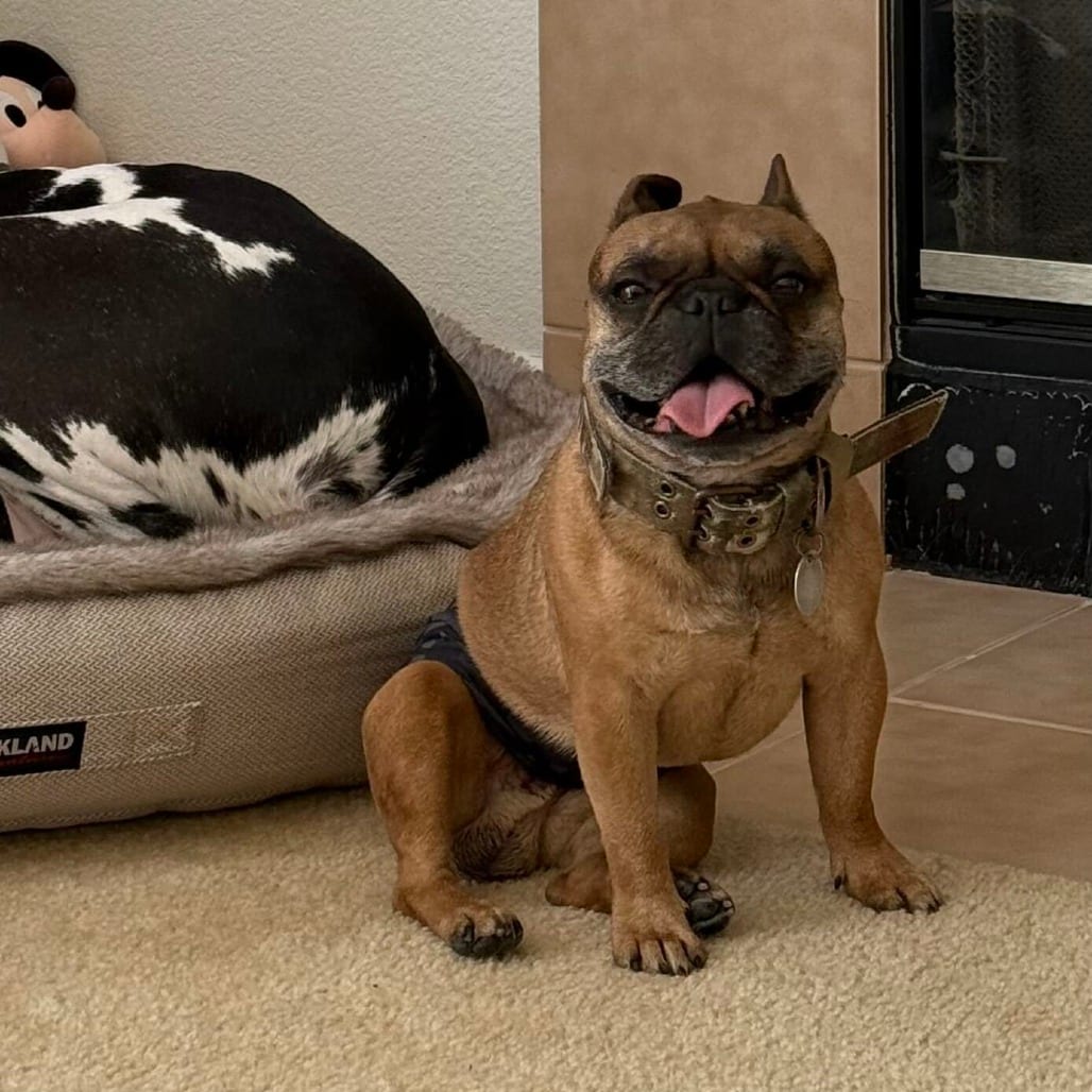 Photo of BamBam, adoptable senior Bulldog, French in California, California