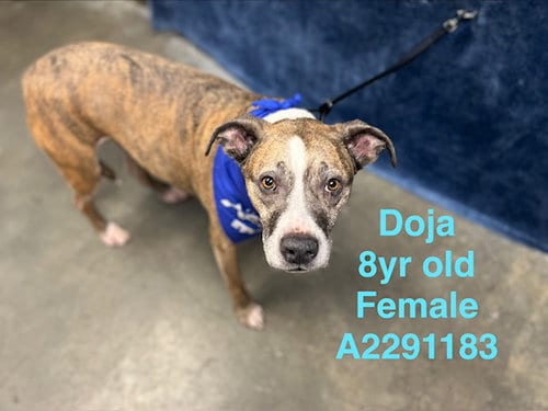 Photo of Doja, adoptable senior American Staffordshire Terrier in Chatsworth, California