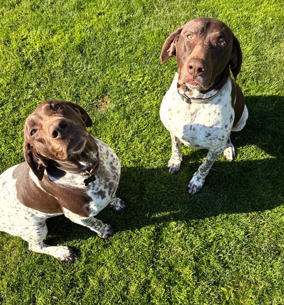Photo of Thor & Ellie, adoptable senior German Shorthaired Pointer in Dana Point, California