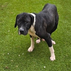 Photo of Harmony Halloween 4156, adoptable senior Mixed Breed (Medium) in Loxahatchee, Florida