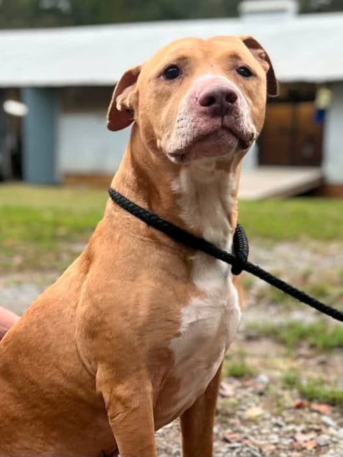 Photo of Columbo, adoptable senior Pit Bull Terrier in Crandall, Georgia