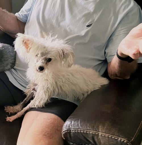 Photo of Dolly, adoptable senior Chinese Crested-Hairless in Plantation, Florida