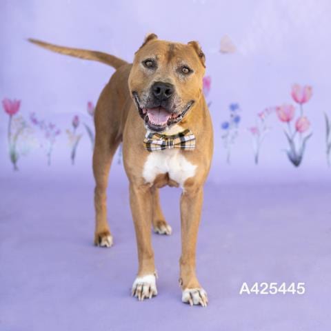 Photo of Byron Lee, adoptable senior Pit Bull Terrier in Conroe, Texas