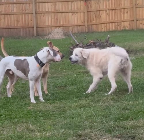 Photo of Grim, adoptable senior Great Pyrenees in Germantown, Ohio