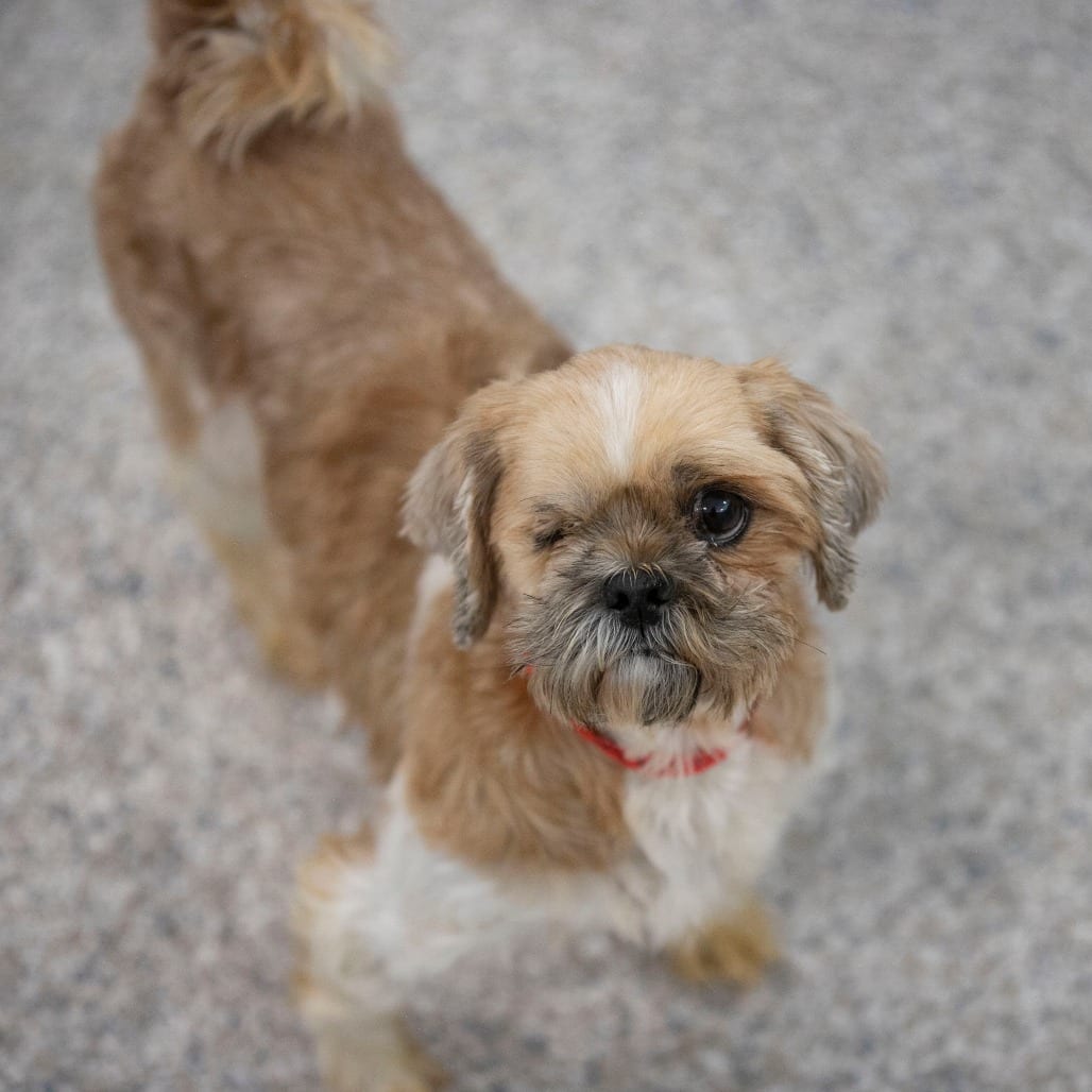 Photo of Samantha (AG26-117), adoptable senior Shih Tzu in Colorado Springs, Colorado