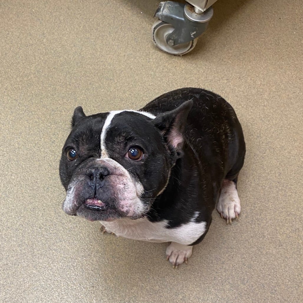 Photo of Chase, adoptable senior Bulldog, French in Columbus, Georgia