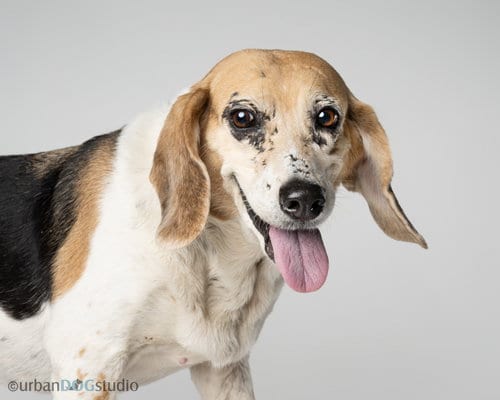 Photo of Daisy - F, adoptable senior Beagle in Tampa, Florida