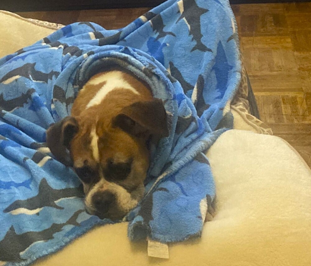 Photo of Xena - SIlver Heart, adoptable senior Boxer in Austin, Texas