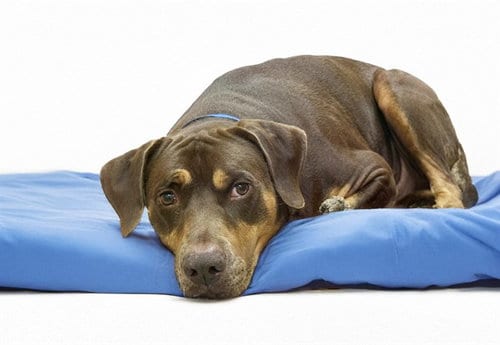 Photo of Max, adoptable senior Doberman Pinscher in Ft Lauderdale, Florida