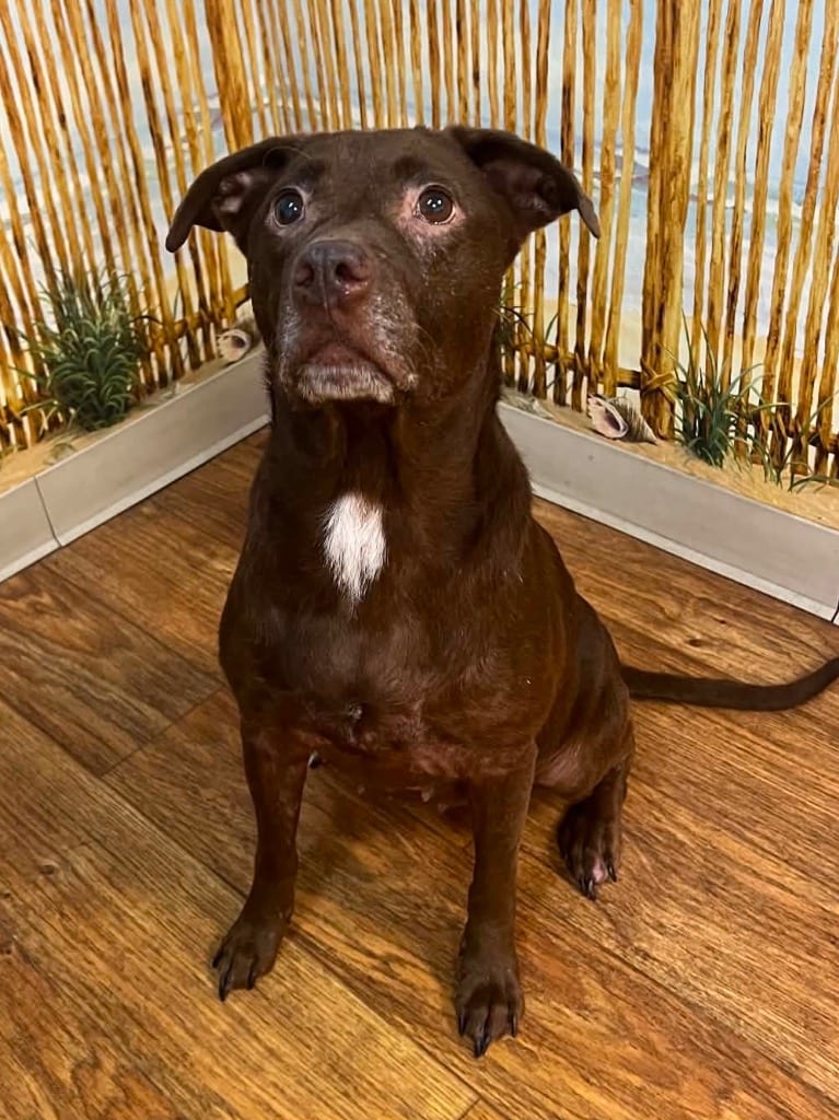 Photo of Remi Roo, adoptable senior Mixed Breed in Ocala, Florida
