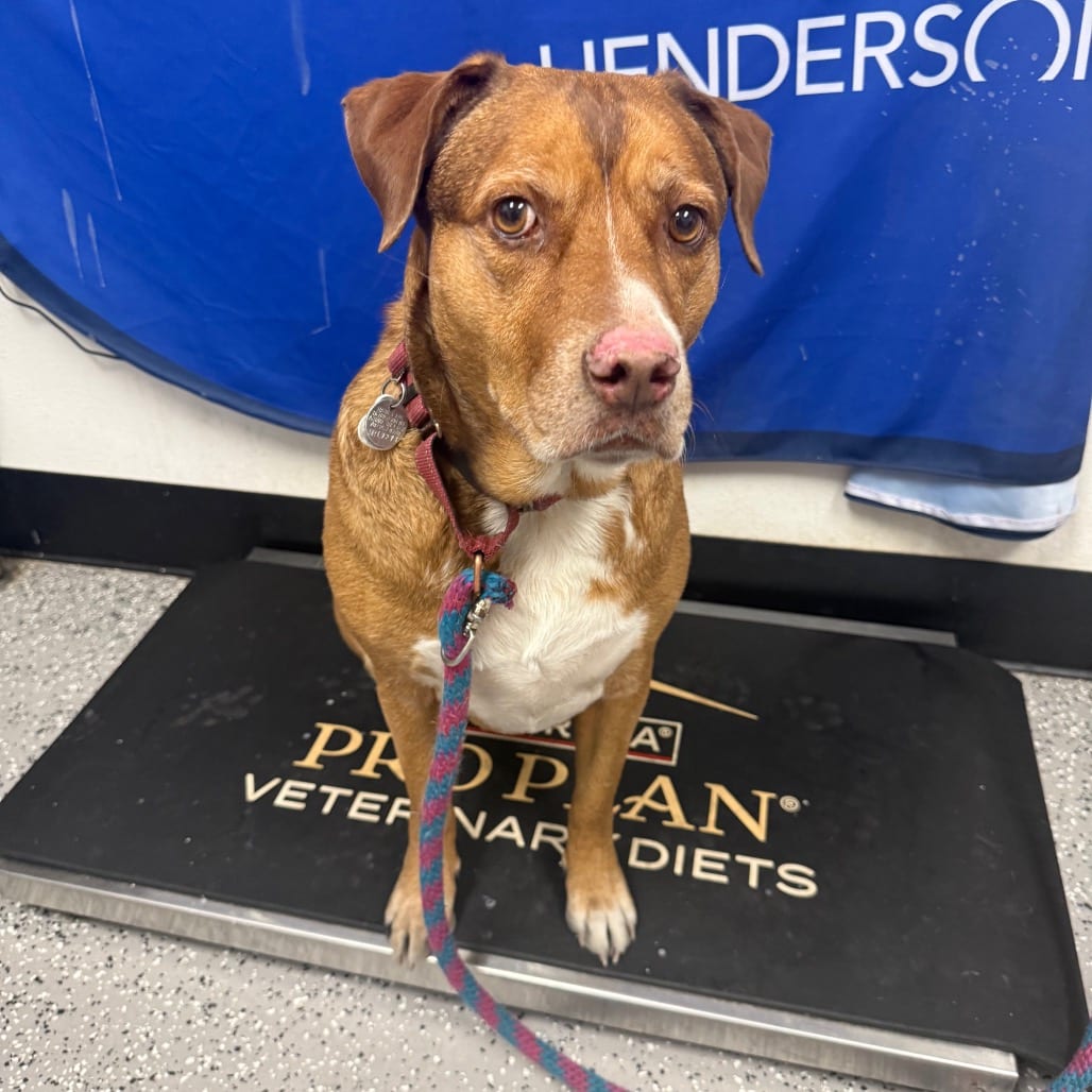 Photo of Maddi, adoptable senior Retriever, Labrador / Mixed Breed (Medium) in Henderson, Nevada