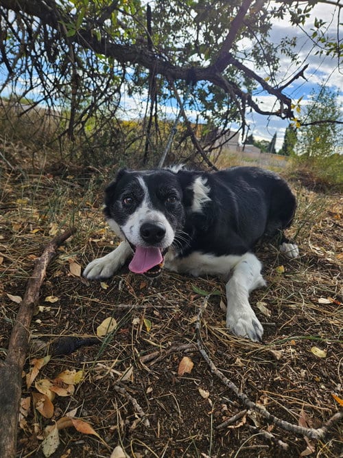 Photo of Peanut, adoptable senior Border Collie in Monte Vista, Colorado