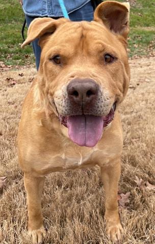 THUNDER, adoptable senior Labrador Retriever in Greensbo, NC