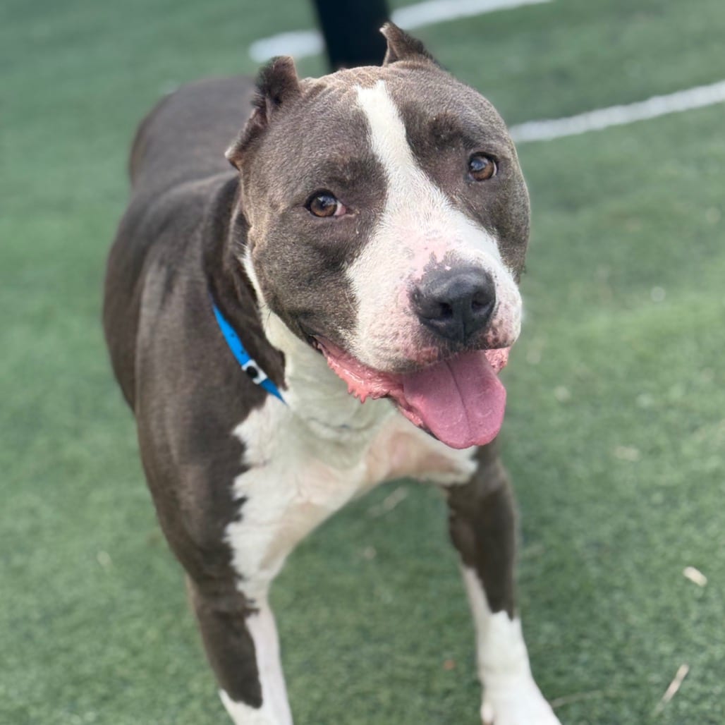 Photo of Zuko (Bohemian), adoptable senior Mixed Breed (Medium)