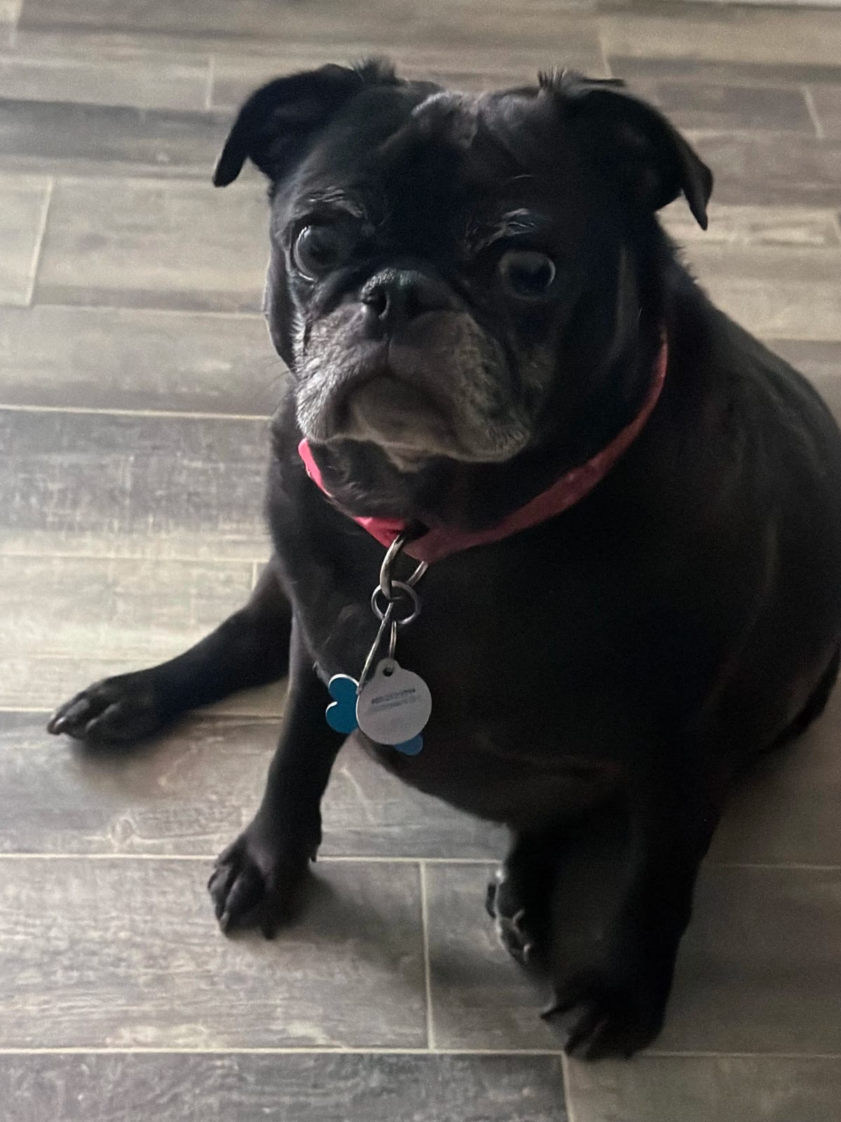 Photo of Elsie, adoptable senior Pug in Grapevine, Texas