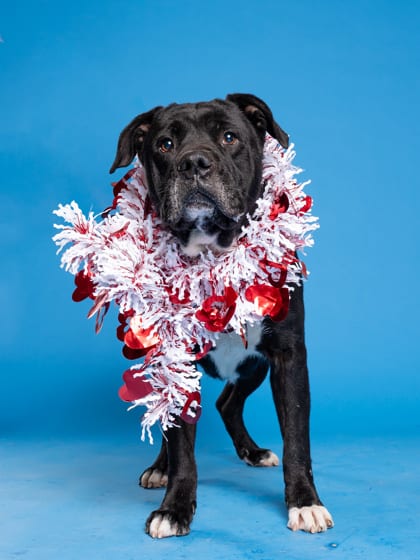 Photo of Micheal, adoptable senior dog in Atlanta, Georgia