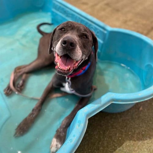Photo of Kekoa, adoptable senior Great Dane in Las Vegas, Nevada