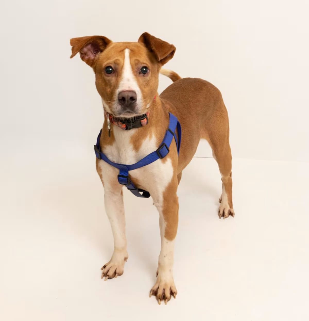 Photo of Meyers, adoptable senior Terrier (Unknown Type, Medium)/Mixed Breed (Medium) in Tuscaloosa, Alabama