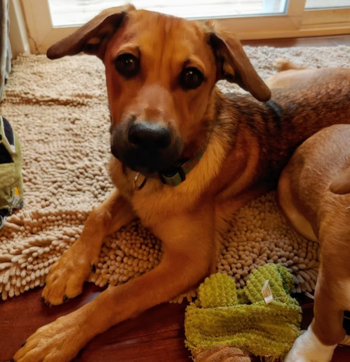 Photo of Richard, adoptable senior Labrador Retriever/Shepherd (Unknown Type) in Littleton, Colorado