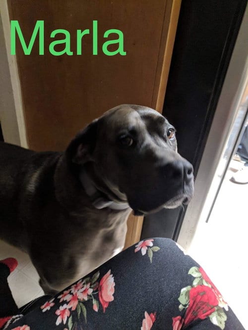 Marla, adoptable senior Great Dane in Vail, AZ