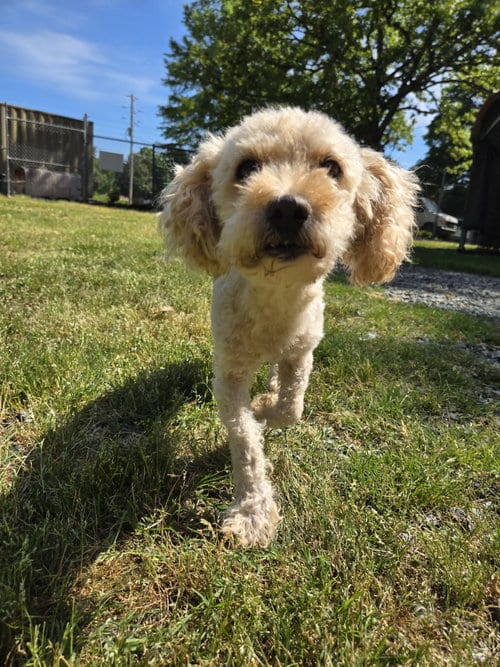 Photo of Thor, adoptable senior Poodle (Miniature) in Albemarle, North Carolina