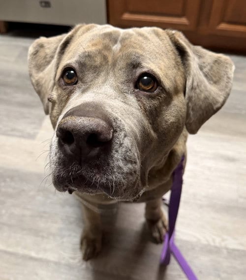 Photo of London, adoptable senior Cane Corso Mastiff in St. Louis Park, Minnesota