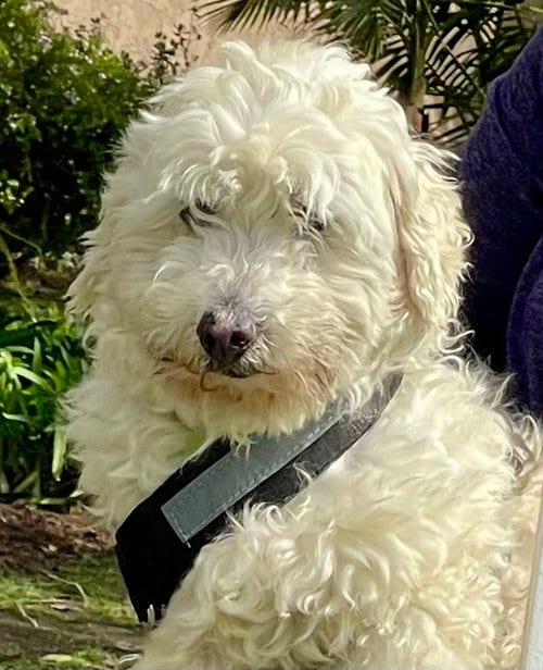 Photo of Snoopy #469, adoptable senior Bichon Frise in Placentia, California