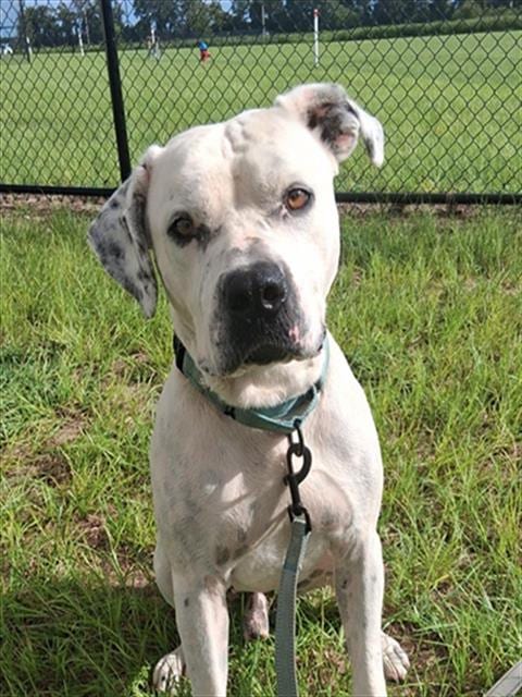 Photo of Smokie Joe, adoptable senior American Bulldog in Ocala, Florida