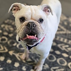 Photo of BamBam, adoptable senior English Bulldog in Westminster, Massachusetts
