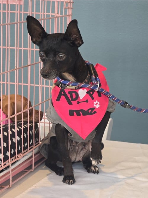 Photo of Carrieann, adoptable senior Chihuahua in Rosenberg, Texas