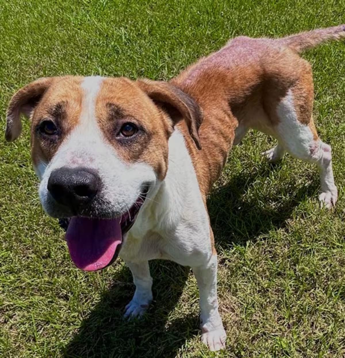Photo of Larry, adoptable senior Boxer in Grovetown, Georgia