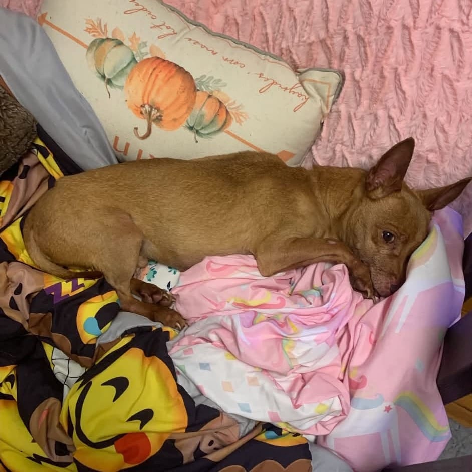 Photo of Cinnabar, adoptable senior Mixed Breed (Small) in St. Louis, Missouri